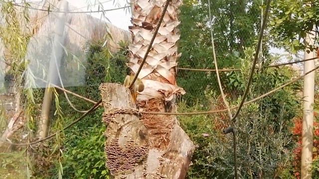 ФАРУК, YALCIN ZOO, HAYVANAT BAHCESI. ДАРЫДЖА ЗООПАРК И ОКЕАНАРИУМ. Коджаэли смотреть онлайн