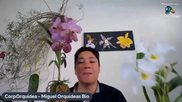 Cultivo de Orquídeas Vanda, Cattleya, Phalaenopsis y Dendrobium - CorpOrquidea смотреть онлайн