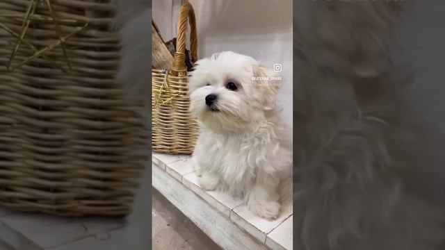 ❗️МАЛЬТЕЗЕ❗️СЧАСТЬЕ МОЖНО КУПИТЬ❗️ПРОДАЖА❗️ХОЧУ ЩЕНКА🐶 смотреть онлайн