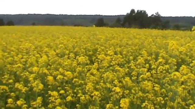 травы медоносы рапс смотреть онлайн