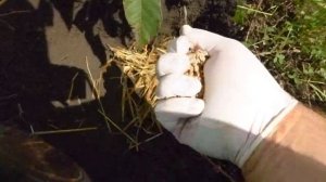 Посадка белого трюфеля на корни грецкого ореха в полевых условиях.