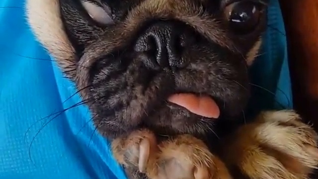 Мопс в сумке смотреть онлайн