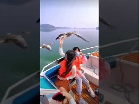 Гуси-лебеди вслед за катером-вожаком ~°~ смотреть онлайн