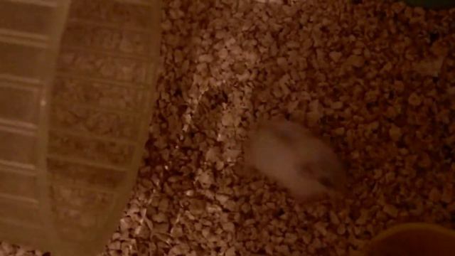 Скрытая камера/Милашки ZOO Hidden Cam / Cute ZOO.#hamsters смотреть онлайн