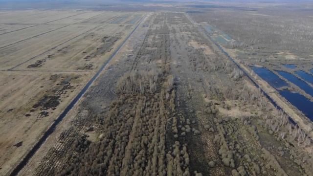 Болота Беловежской пущи смотреть онлайн