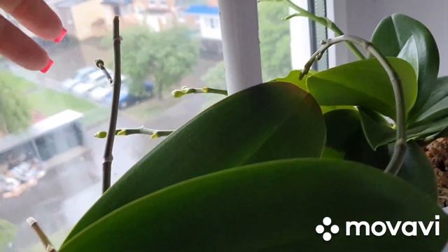 Все орхидеи на цветоносах(обзор) #орхидеи #азиатскиеорхидеи #orchid смотреть онлайн