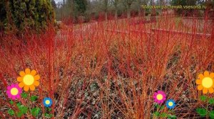 Дерен кроваво-красный Аниз Винтер Орандж. Краткий обзор cornus sanguinea Anny's Winter Orange