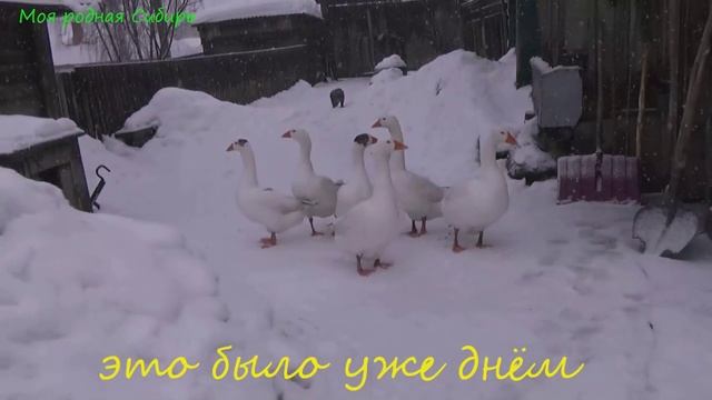 Наш котик Риччи ночью блудить не боится, а днем гусей боится! смотреть онлайн