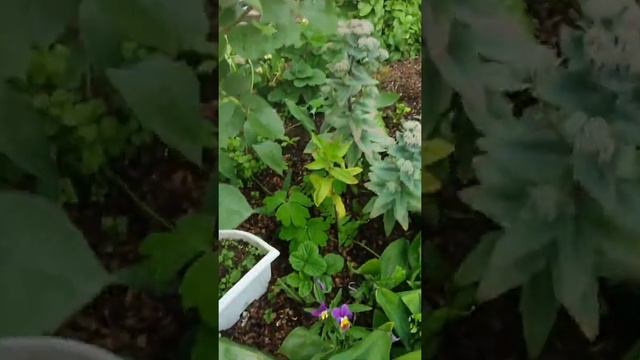 как заставить розу беспрерывно цвести. смотреть онлайн