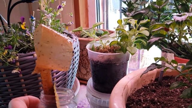 Как бороться с почвенными мушками. Почвенные мушки и грибные комарики смотреть онлайн