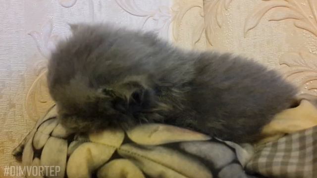 ASMR 10 часов мурлыкание котёнка. смотреть онлайн