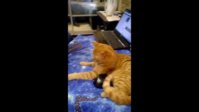 Кот охраняет мышь от хозяина. Прикол)))) смотреть онлайн