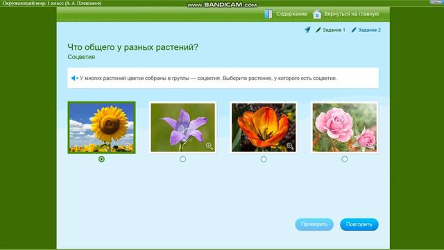 Какие же растения красивы и разнообразны! | Окр. мир 1 класс 