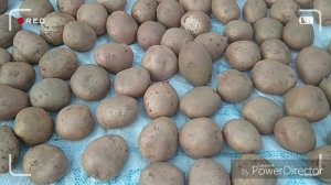 Ранние,урожайные сорта картофеля.Топ 10
