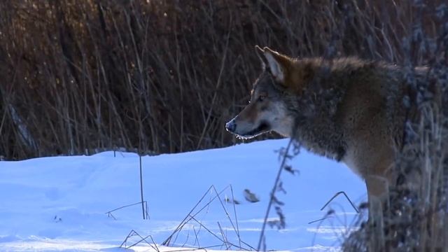 Павел Оберег. "ВОЛКИ". Студия "Два товарища". Видеоклип № 127 смотреть онлайн