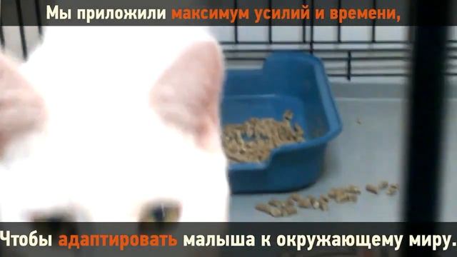 Луиджи - глухой котёнок смотреть онлайн