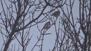 птички чирикают и видео о деревне / воробьи чирикают