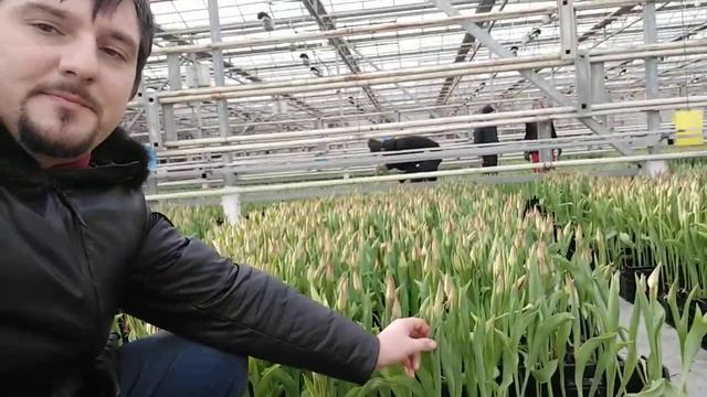 тюльпаны оптом 2021 от производителя с теплицы смотреть онлайн