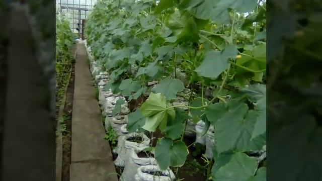 КУНГИЛ ЖУДАЯМ ЯХШИ АЙТИЛГАН КУШИК. KUNGIL JUDAYAM YAXSHI AYTILGAN QUSHIQ