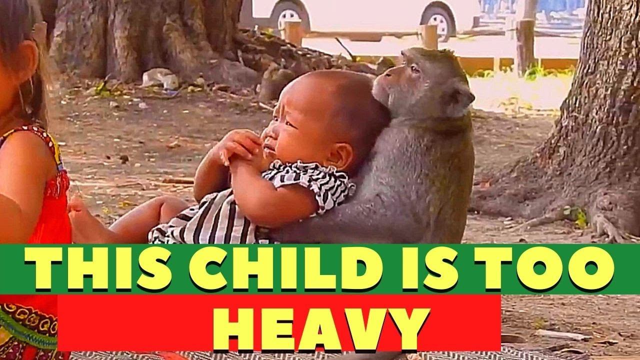 Macaque provides services смотреть онлайн