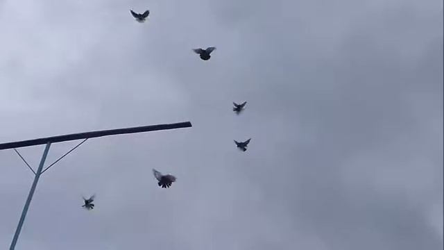 голубкой смотреть онлайн