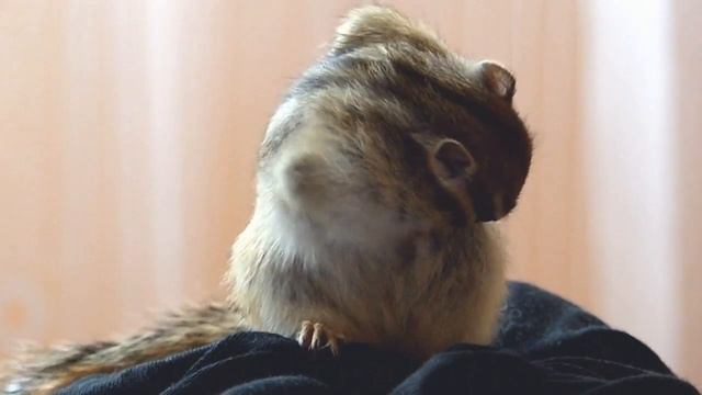 Burunduk - Blueberry смотреть онлайн