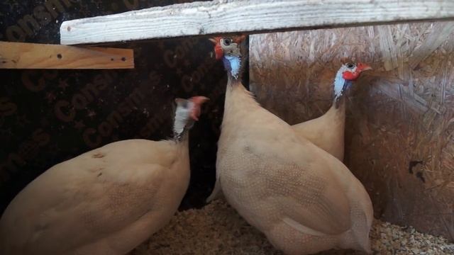 Зачем терпеть цесарок или в чём фишка цесариной продукции смотреть онлайн