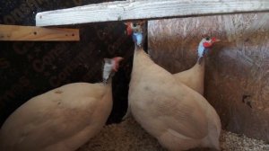 Зачем терпеть цесарок или в чём фишка цесариной продукции