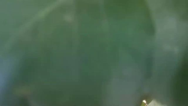 Какие можно вырастить абрикосы в Минской области смотреть онлайн