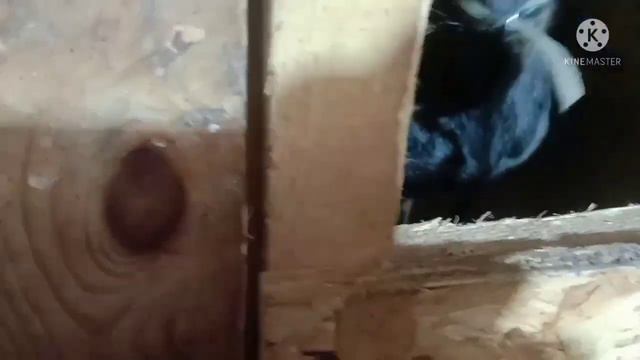 Болею.Но дела никто не отменял. смотреть онлайн