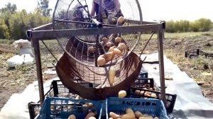 Сортировщик картофеля за пару часов