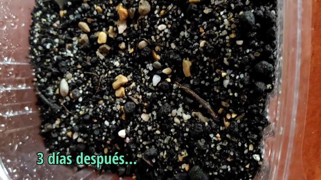 Germinamos semillas de Lithops, Echeveria Laui y Ariocarpus | Les contamos el paso a paso смотреть онлайн