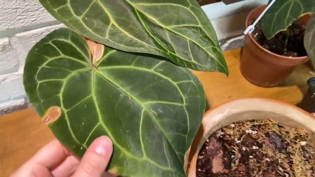 Anthurium propagation: Stem cuttings смотреть онлайн