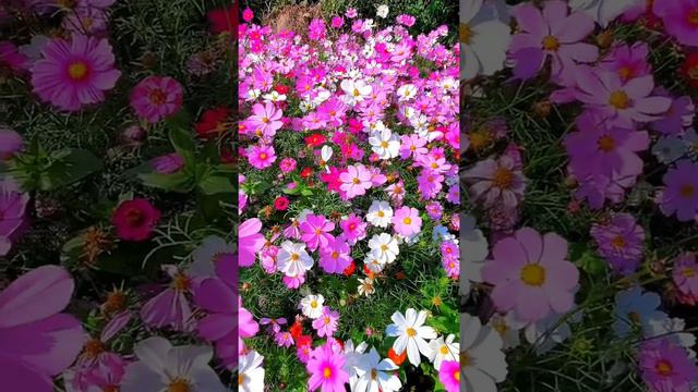 Flower photography смотреть онлайн