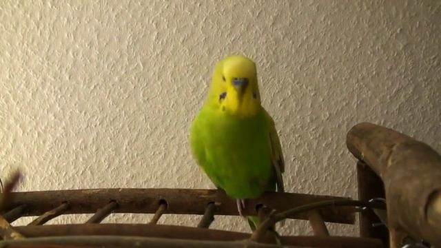 Попугай читает стихи Пушкина смотреть онлайн