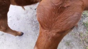 Телёнок породы лимузин