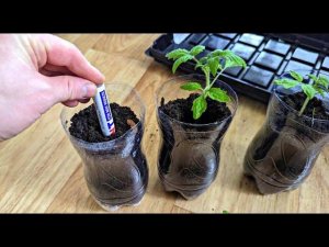 Полезный лайфхак с рассадой! Каждый год пользуюсь этим способом и убеждаюсь в его пригодности.