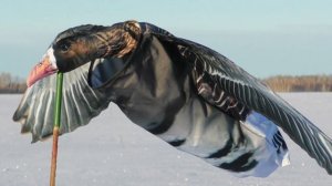 Махокрыл белолобого гуся | Гусиные флюгера - обзор