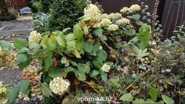 Гортензии Аннабель или Стронг Аннабель. Какой сорт лучше? смотреть онлайн