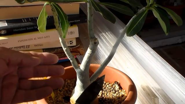 Cut The BUD  Of An Adenium Obesum, Adenium Bonsai, Desert Rose.
