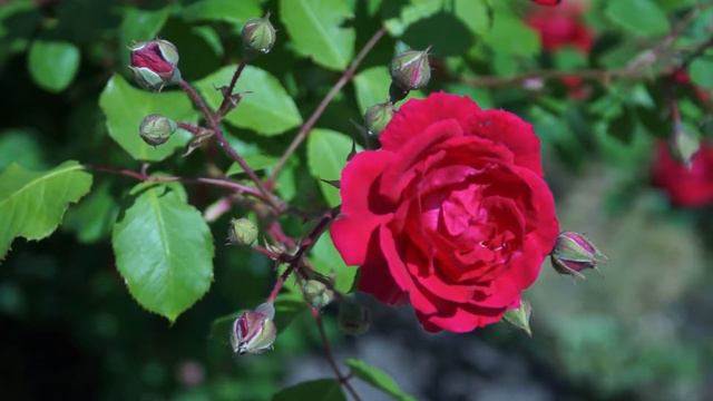 роза красная смотреть онлайн