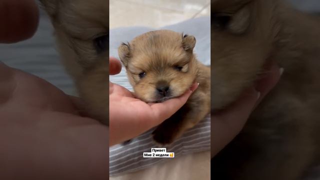 Померанский шпиц😍 #шпиц #собака смотреть онлайн