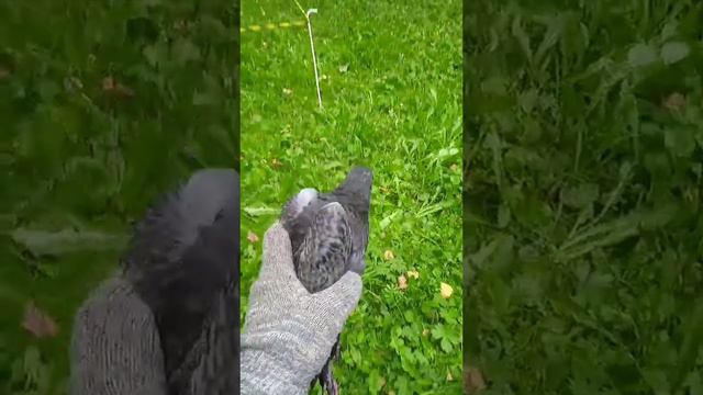 ПТЕНЕЦ ГОЛУБЯ🤗 смотреть онлайн