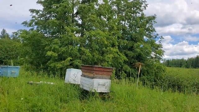 1 день из жизни пасеки Северный Урал 24.06.2022 смотреть онлайн