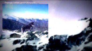 Породы собак-Цвергшнауцер!