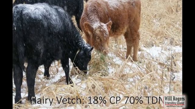 Разнообразный севооборот - без обработки почвы и без применения удобрений и химикатов смотреть онлайн