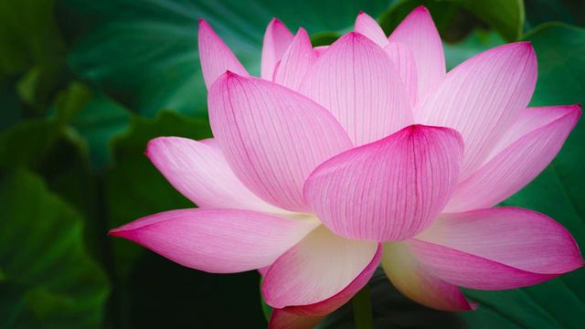 Nam Myoho Renge Kyo, Daimoku, 15 Min #nammyohorengekyo #Buddhism #NichirenDaishonin #wjoreilly смотреть онлайн
