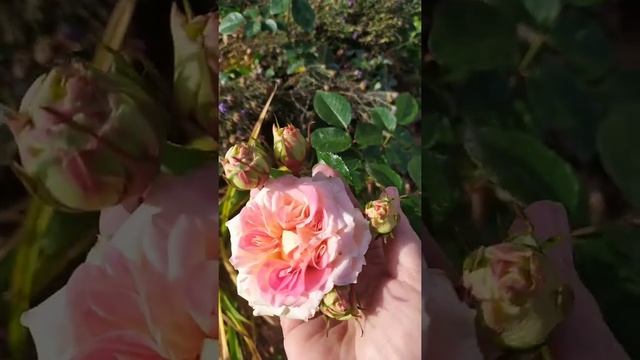 Роза Цезарь в конце октября смотреть онлайн