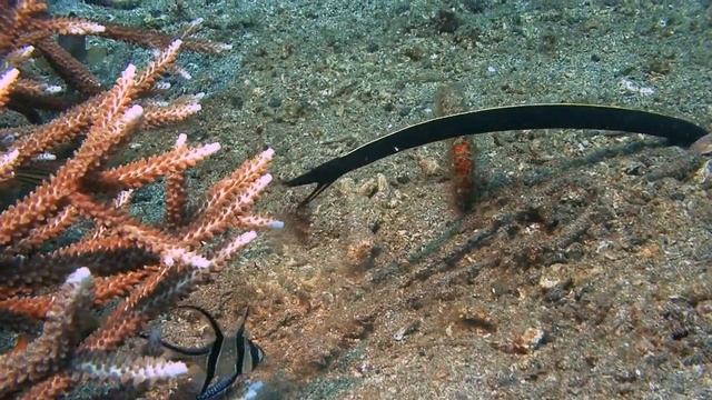 Тюлевые апогоны (Pterapogon kauderni) и Ленточные мурены (Rhinomuraena quaesita) — сосуществование. смотреть онлайн