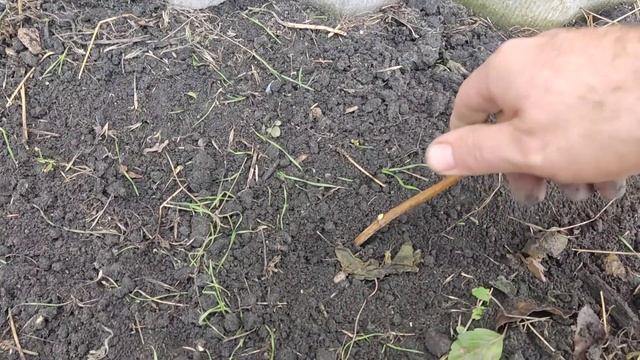 Размножение смородины черенкованием. смотреть онлайн